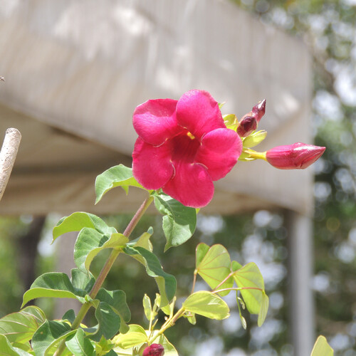 Alamanda-roxo Purpúrea