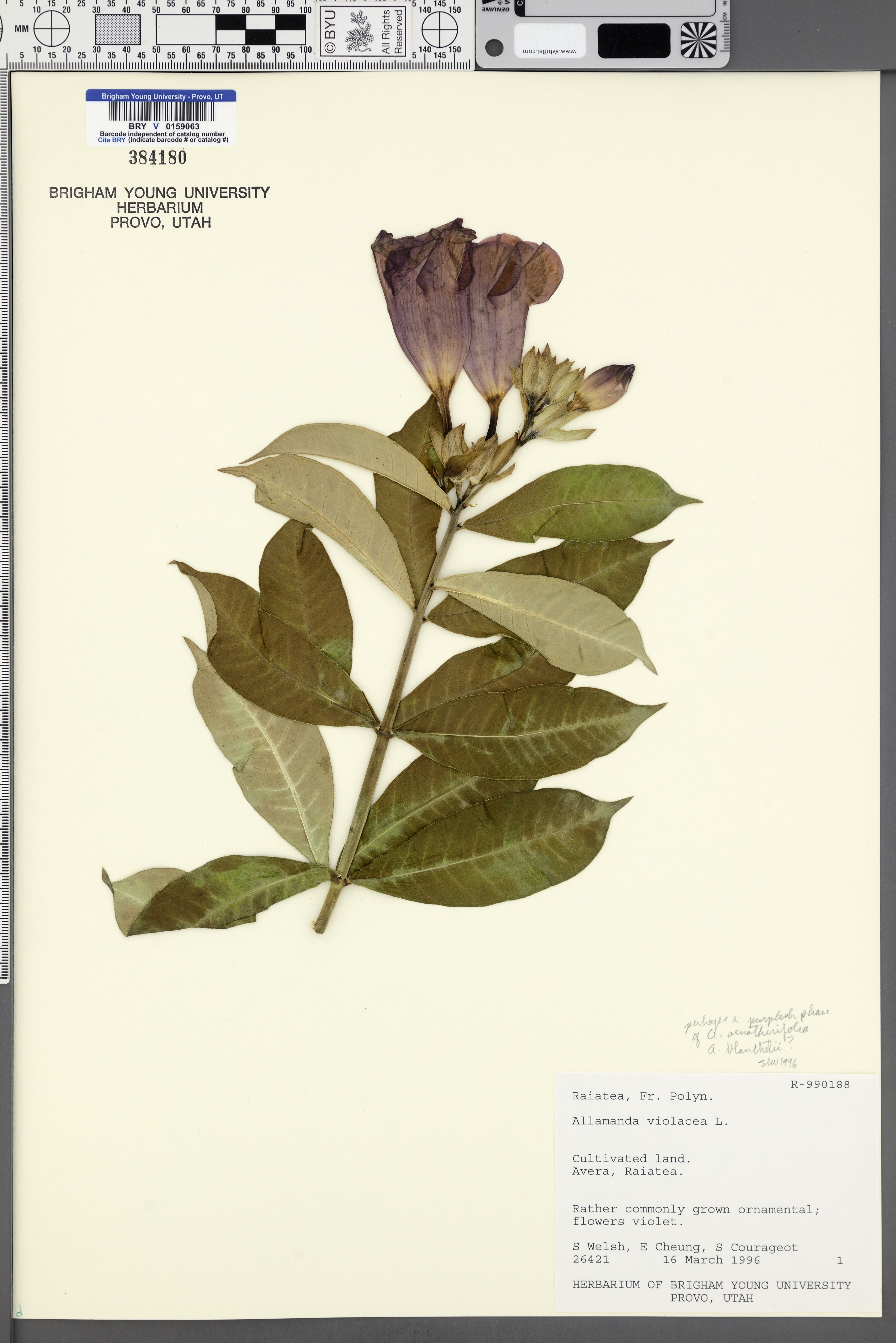 Alamanda-violeta Arbustiva