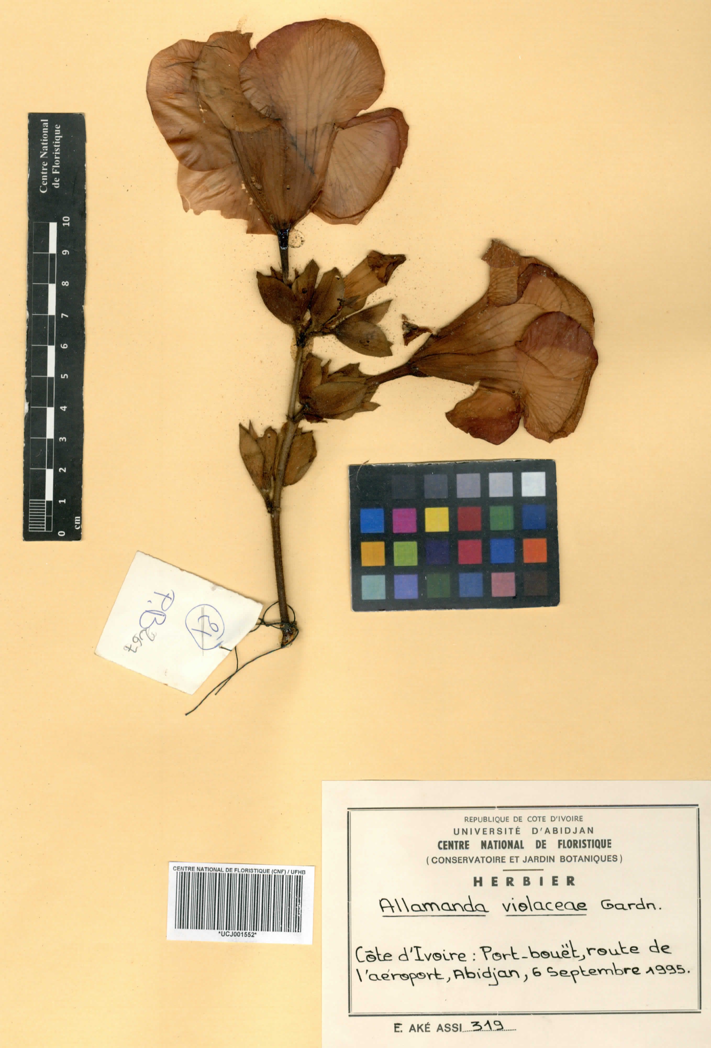 Alamanda-violeta Arbustiva