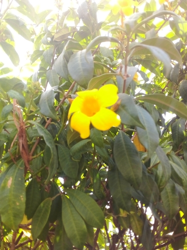 Alamanda Anã de Vaso