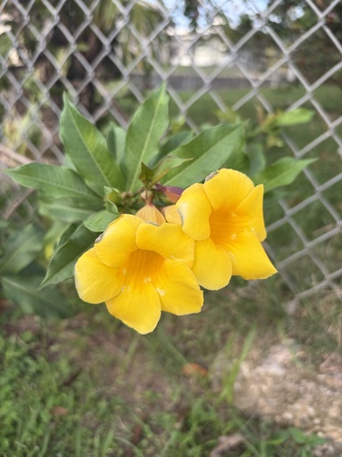 Alamanda Anã de Vaso