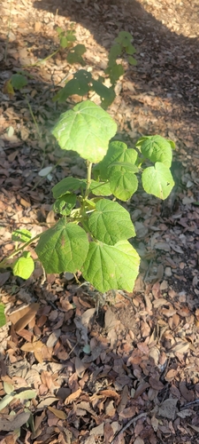 Malvavisco Vermelho (Cercas)