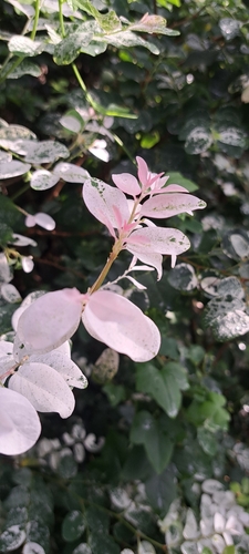 Mil-cores Rosa e Branco