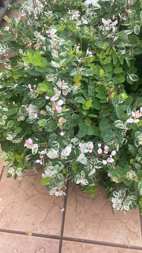 Mil-cores Rosa e Branco