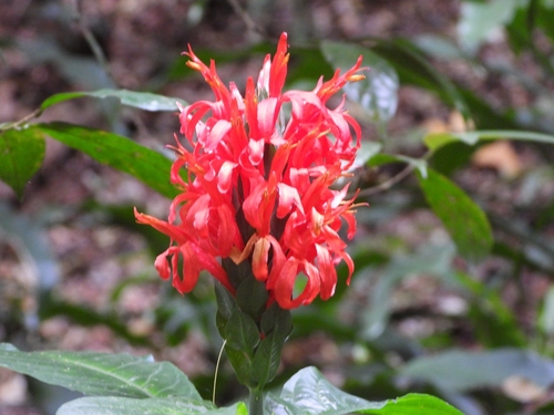 Camarão-vermelho da Amazônia