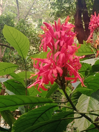 Camarão-vermelho da Amazônia