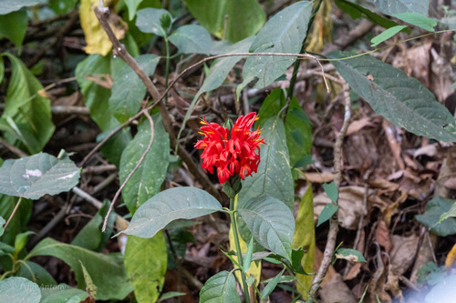Camarão-vermelho da Amazônia
