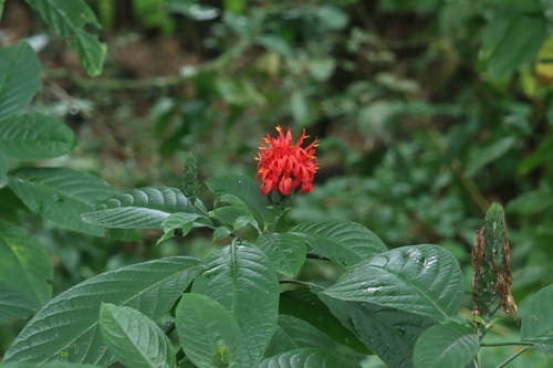 Camarão-cardeal Vermelho
