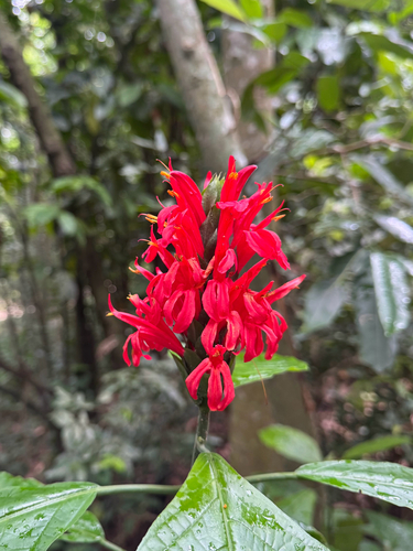 Camarão-cardeal Vermelho
