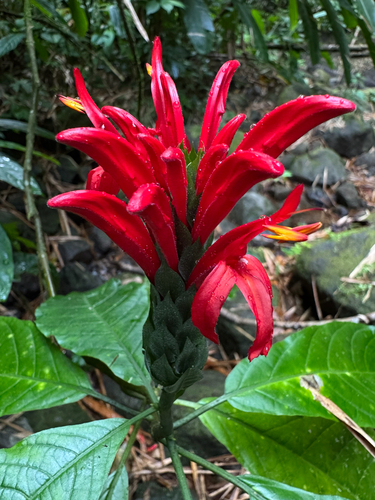 Camarão-cardeal Vermelho