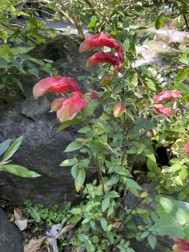 Camarão-vermelho de Jardim
