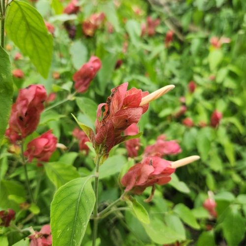 Camarão-vermelho de Jardim