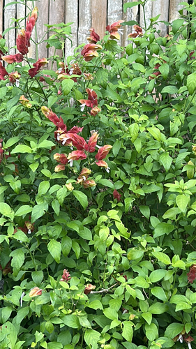 Camarão-vermelho de Jardim