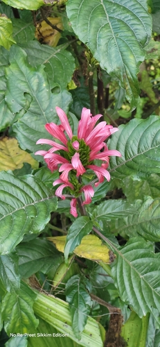 Justícia-rosa (Jacobina)