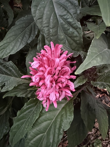Justícia-rosa (Jacobina)