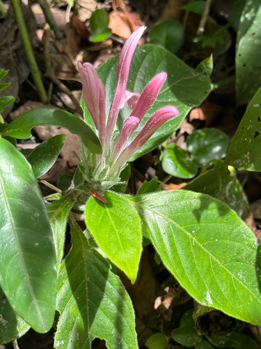 Justícia-rosa (Jacobina)