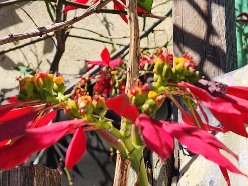 Bico-de-papagaio Vermelho (Poinsétia)