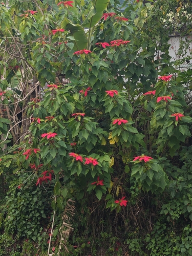 Bico-de-papagaio Vermelho (Poinsétia)