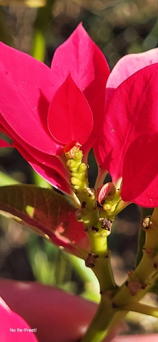 Bico-de-papagaio Vermelho (Poinsétia)