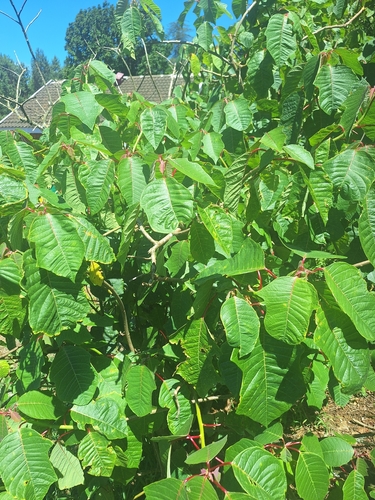 Bico-de-papagaio Vermelho (Poinsétia)