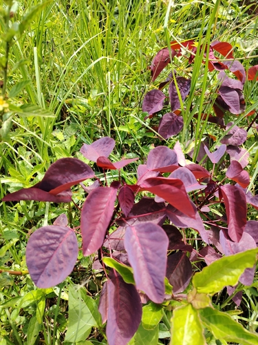 Leiteiro-vermelho (Caracasana)