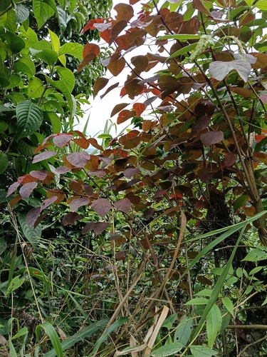 Leiteiro-vermelho (Caracasana)