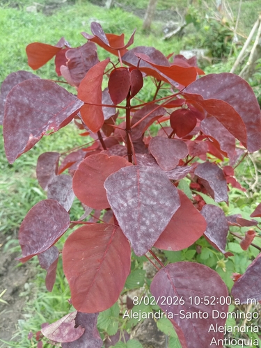 Leiteiro-vermelho (Caracasana)