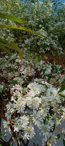 Noiva-do-semideserto (Cabeleira-de-velho)