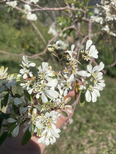 Noiva-do-semideserto (Cabeleira-de-velho)