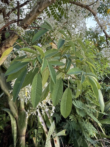 Noiva-do-semideserto (Cabeleira-de-velho)