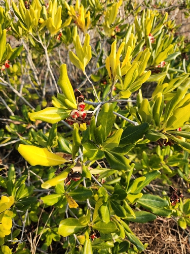 Pitosporo Verde Brilhante
