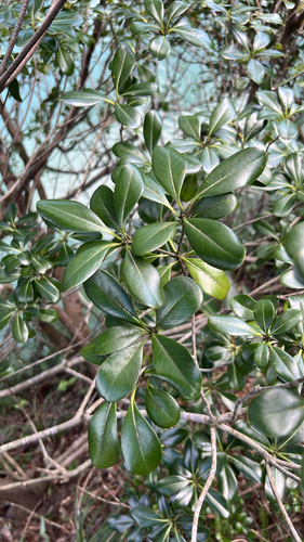 Pitosporo Verde Brilhante