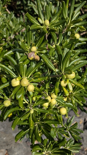 Pitosporo Verde Brilhante