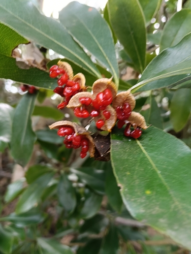 Pitosporo Verde Brilhante
