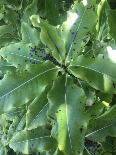 Pitosporo de Cheiro de Limão