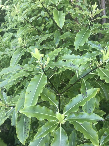 Pitosporo de Cheiro de Limão