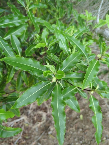 Pitosporo de Cheiro de Limão
