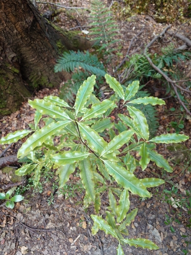 Pitosporo de Cheiro de Limão