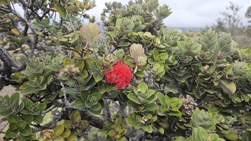 Eugênia Myrtifolia de Topiaria