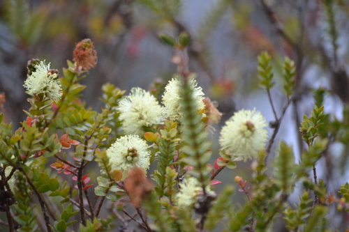Eugênia Myrtifolia de Topiaria