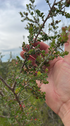 Eugênia Myrtifolia de Topiaria