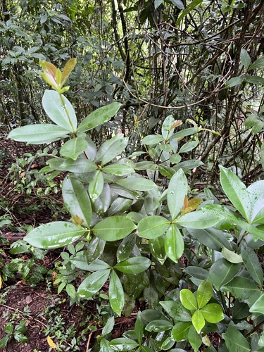 Grumixameira Arbustiva