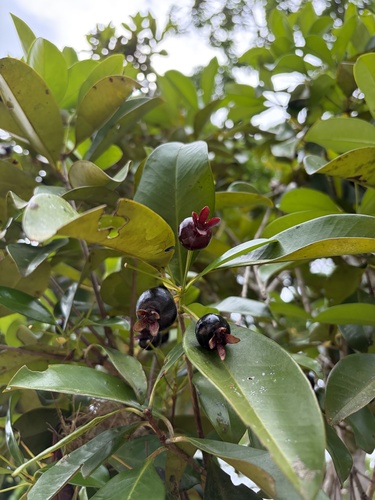 Grumixameira Arbustiva