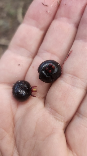 Grumixameira Arbustiva