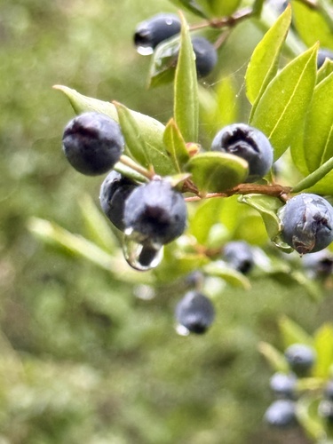 Mirto Romano Sagrado