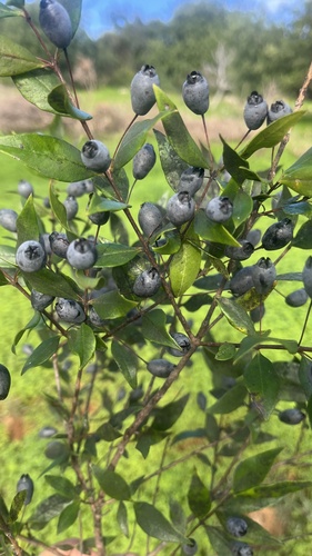 Mirto Romano Sagrado