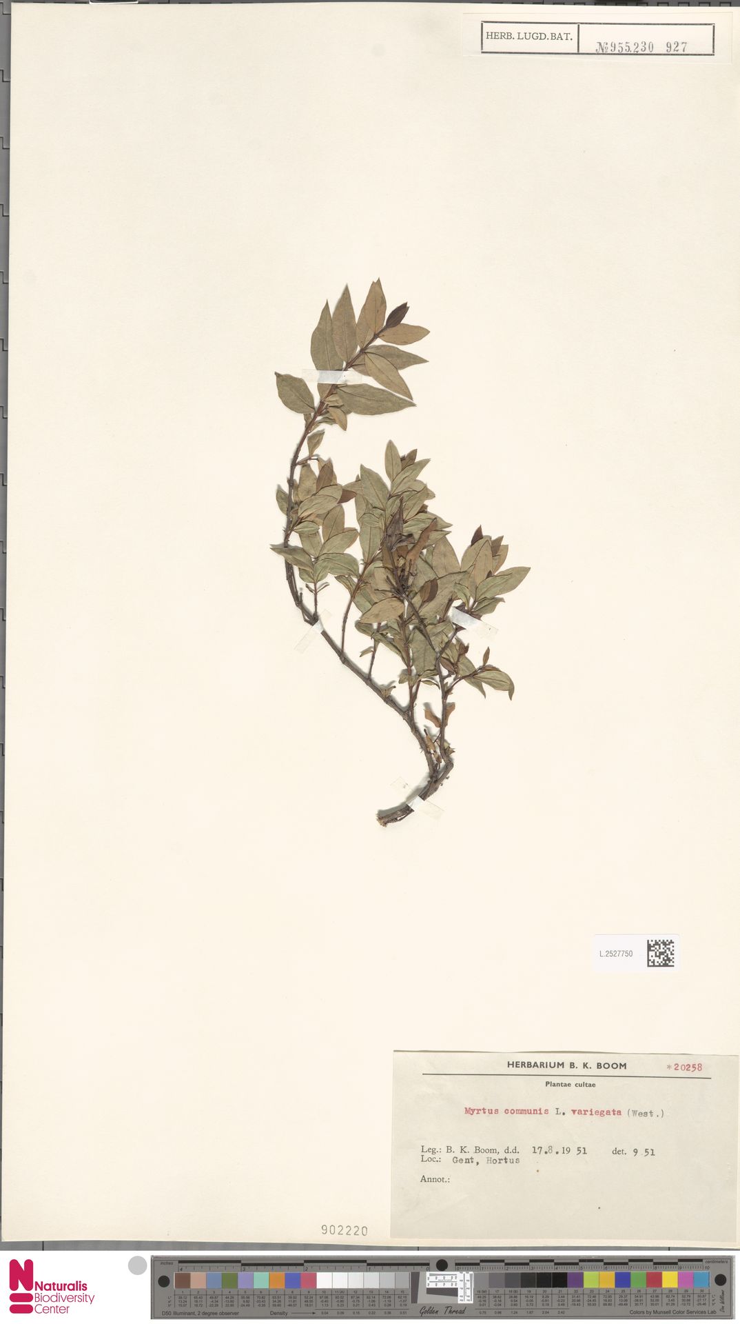 Mirto Variegado Creme