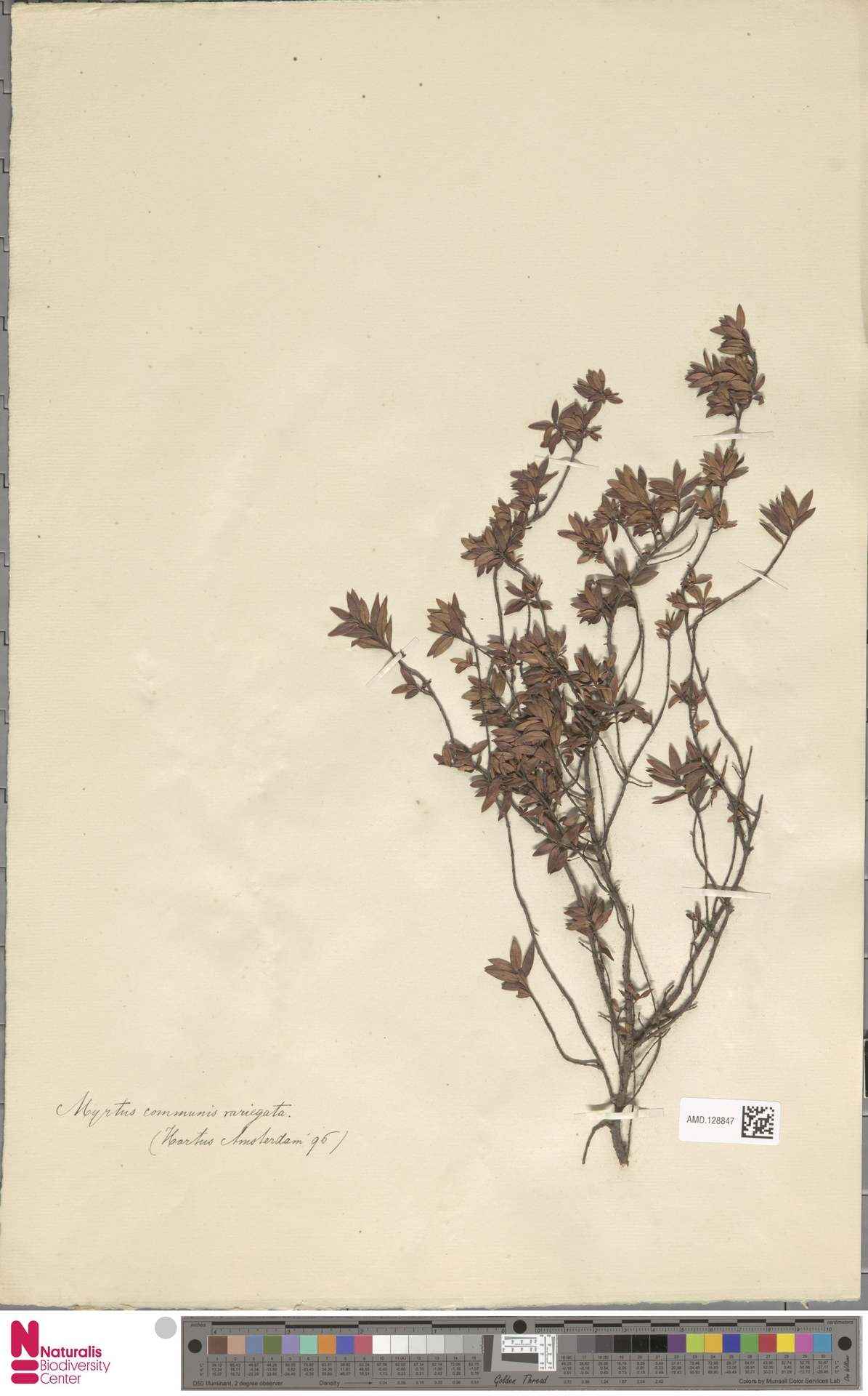 Mirto Variegado Creme
