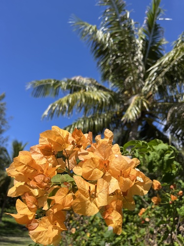 Primavera Roxa Clássica (Três-marias)