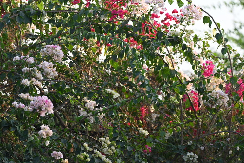Primavera Roxa Clássica (Três-marias)